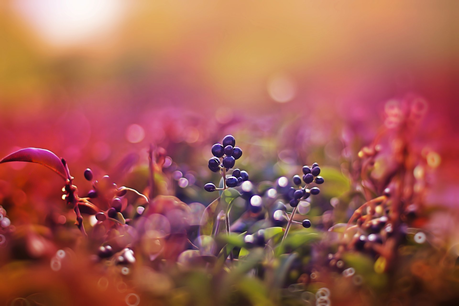 baies gros plan coucher de soleil rose bokeh