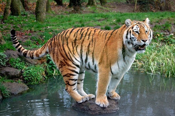 Tigre in piedi su una roccia con la coda sollevata