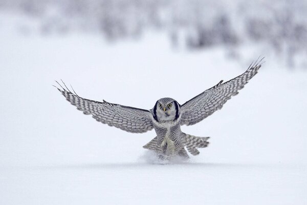 Vogel Falke im Flug im Winter