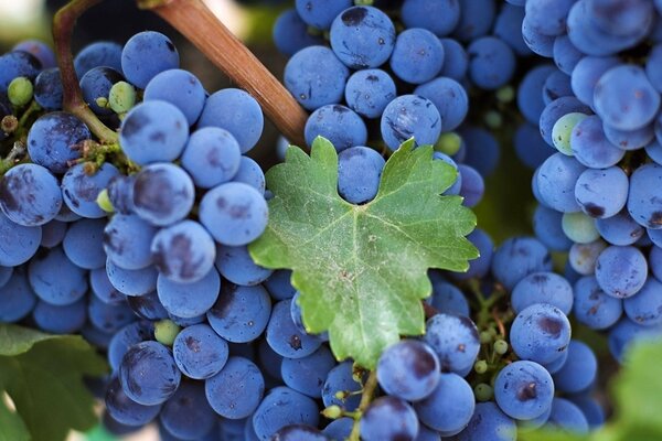 A bunch of fresh grapes on a branch