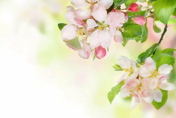 Ternura de primavera en forma de rama de Manzano