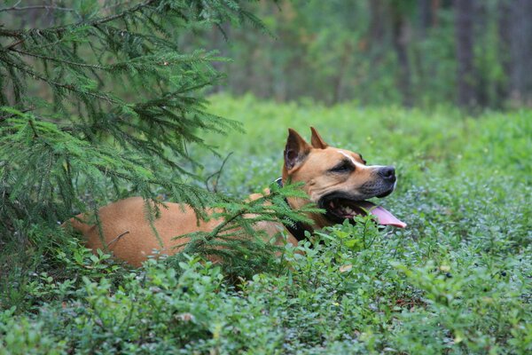 Staffordshire Terrier w lesie