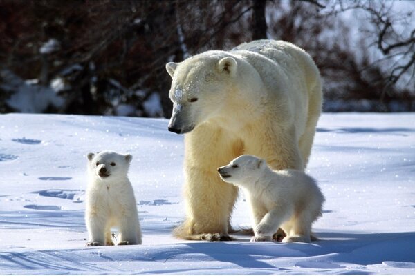 Familia de osos polares en invierno bajo el sol