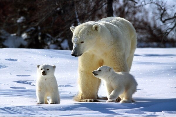 Famiglia di orsi polari in inverno al sole