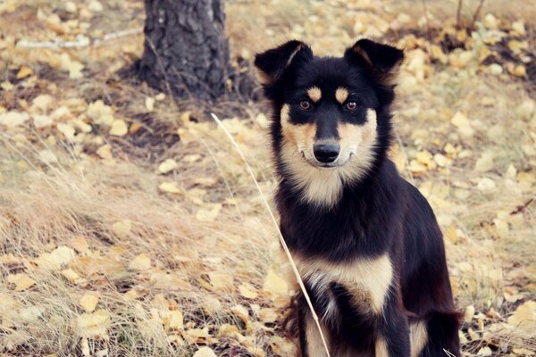 Der Hund im Herbstwald