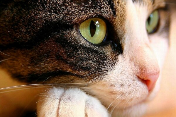 Black and white cat with green eyes