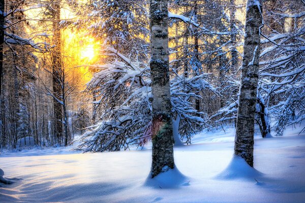 Schneebirken vor dem Hintergrund eines magischen Sonnenuntergangs