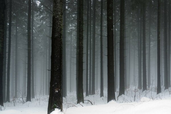 Winter forest in the distance from the cevelization