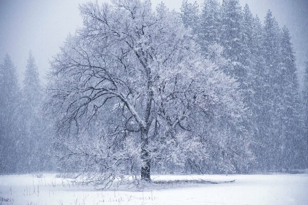 Inverno, soffia una bufera di neve, albero nella neve