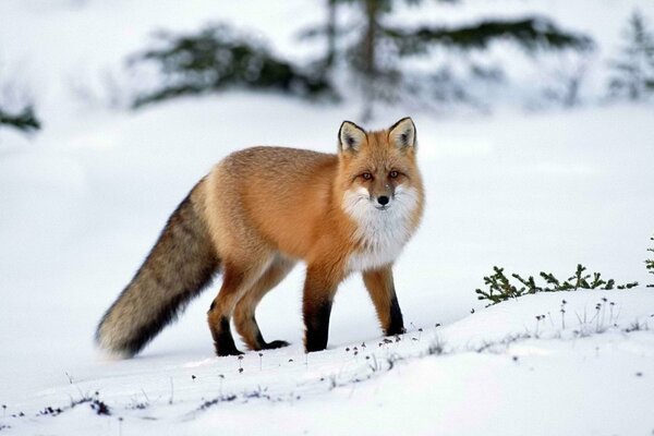 The fox stands in the snow and looks at the operator