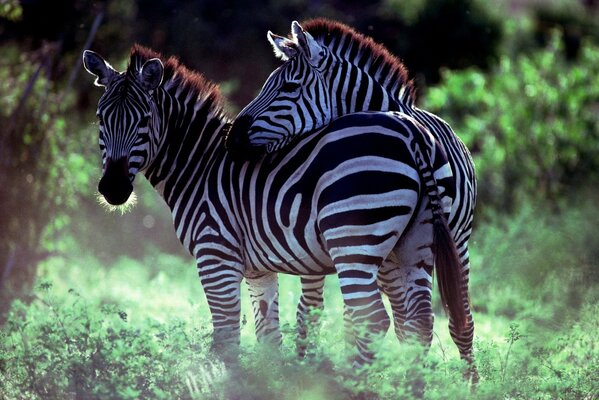 Zwei Zebras im Wald