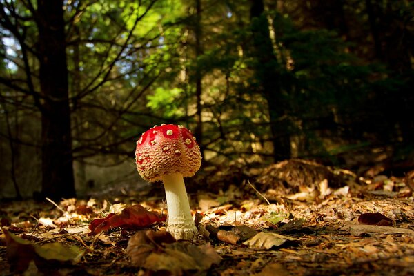 Amanita im Herbstlaub von hoher Qualität