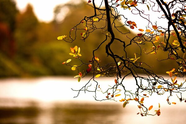 Осень листва ветка природы