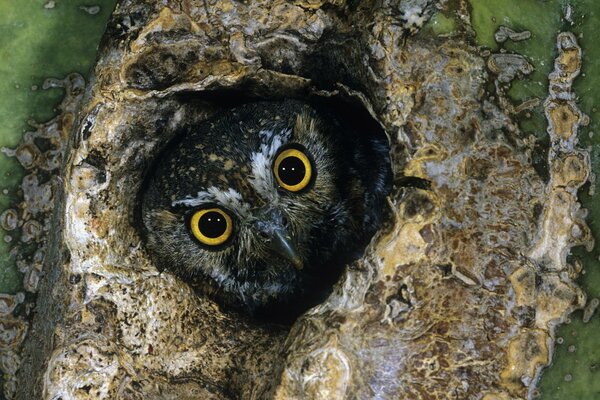 An owl looks out of a hollow tree