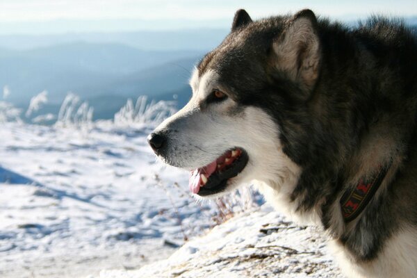 Husky dans les montagnes enneigées