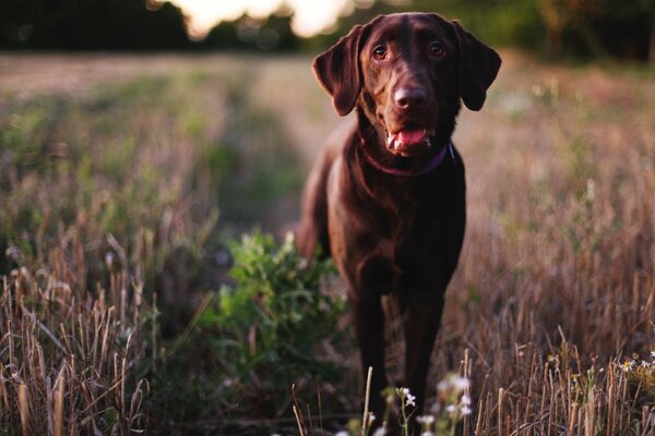 Cane nero nell erba secca