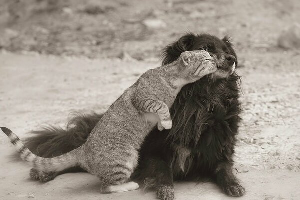 Gatto baciare cane in strada