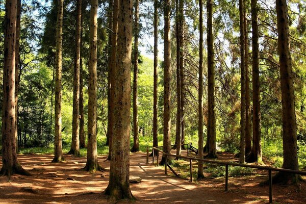 Grüner Park mit großen Kiefern