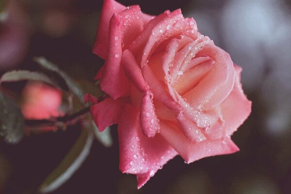 Hermosa rosa rosa con gotas de agua