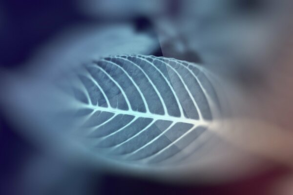 Grey-green macro leaf with streaks