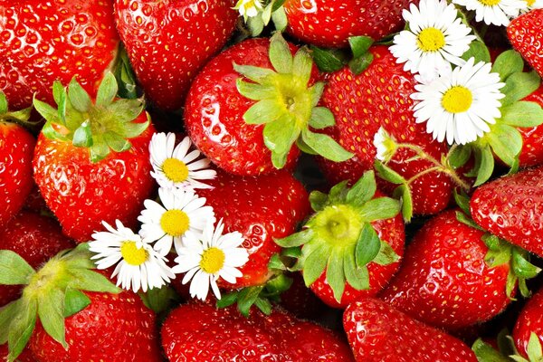 Bayas de fresa brillantes y flores de manzanilla sobre ellas