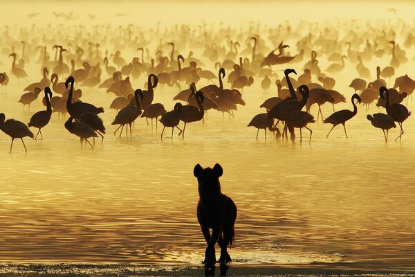 Hyena in the water with flamingos