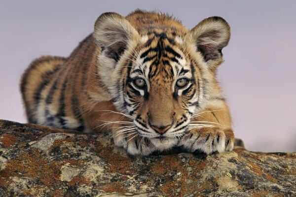 The tiger looks attentively into the distance