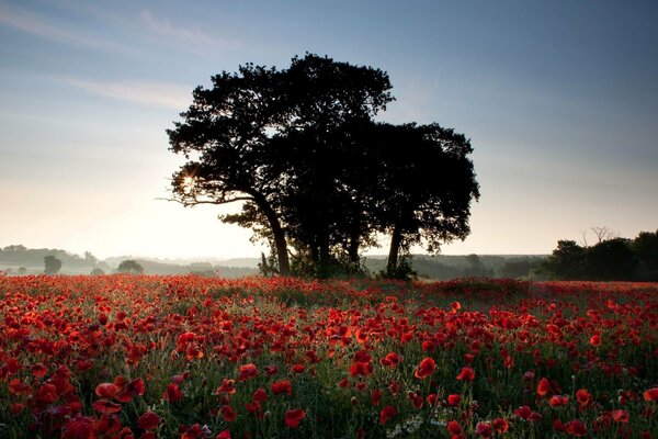 Hermoso árbol rodeado de amapolas