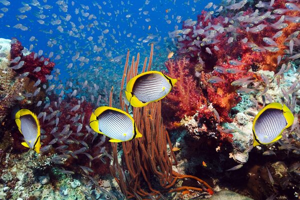 Gestreifte Fische schwimmen in Korallen