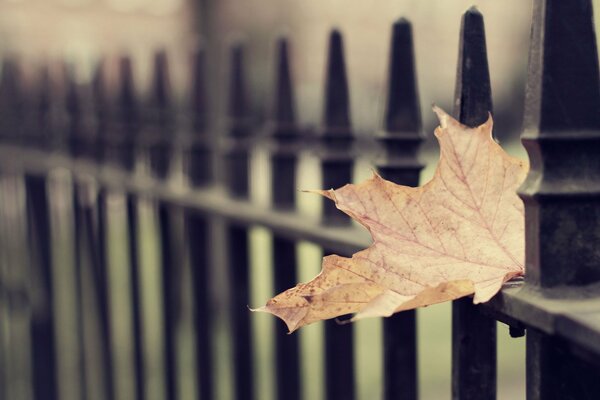 Feuille d automne solitaire sur la clôture