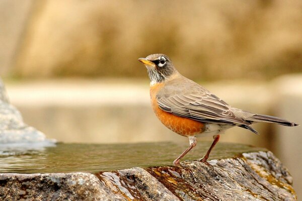 Pajarito en una piedra con agua