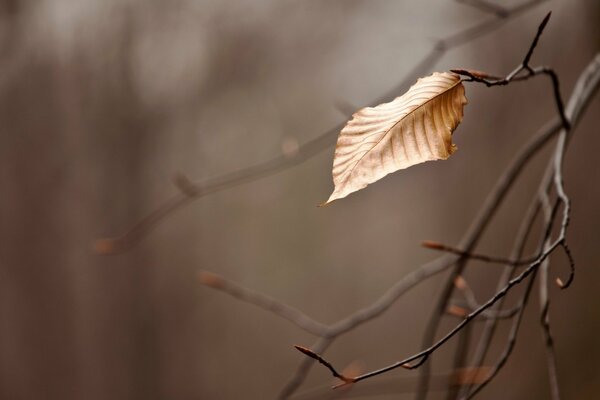 A branch with a leaf in autumn in macro photography