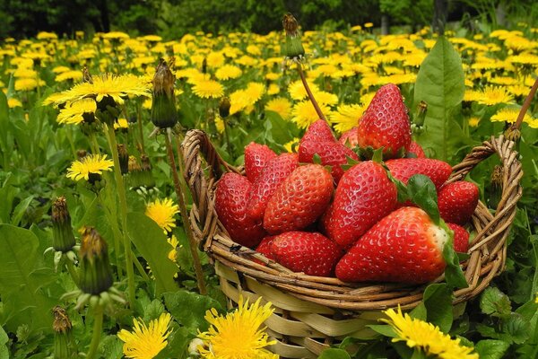 Fraises dans un panier sur un fond de pissenlits