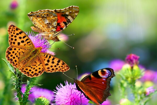 Butterflies on pink flowers