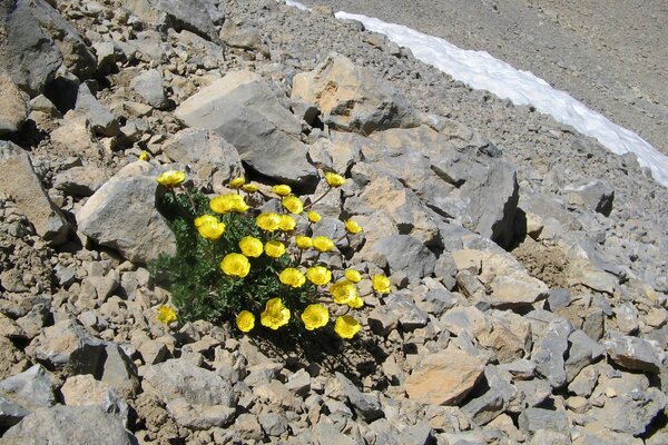 Fiori luminosi si sono fatti strada attraverso le rocce