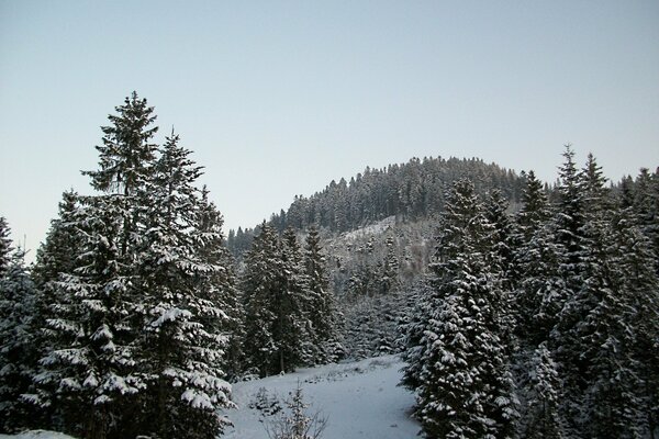 Bäume mit weißem Schnee bedeckt