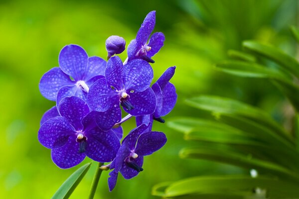 Orquídeas moradas sobre un fondo de hierba verde