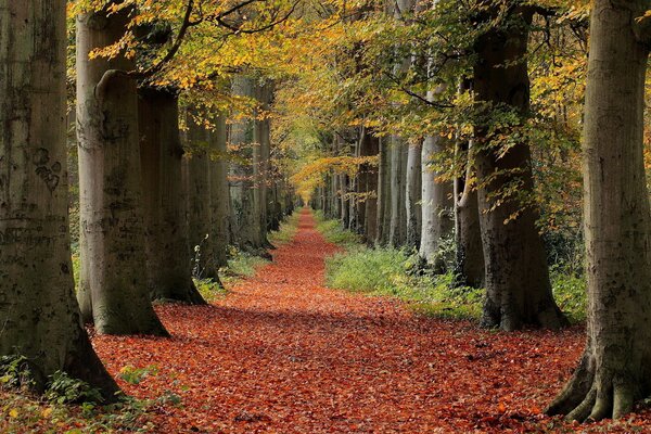 Herbstlicher Wald bei schönem Wetter