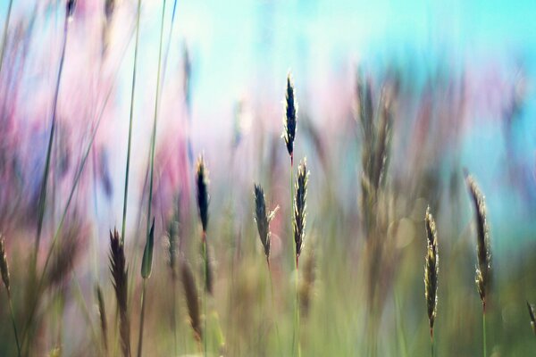 Bella immagine del campo ai raggi del sole