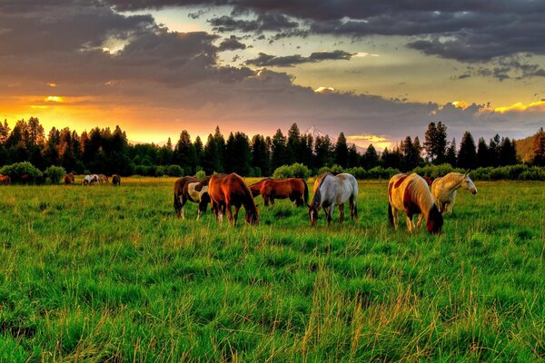 Cavalli che pascolano in un prato sullo sfondo della foresta