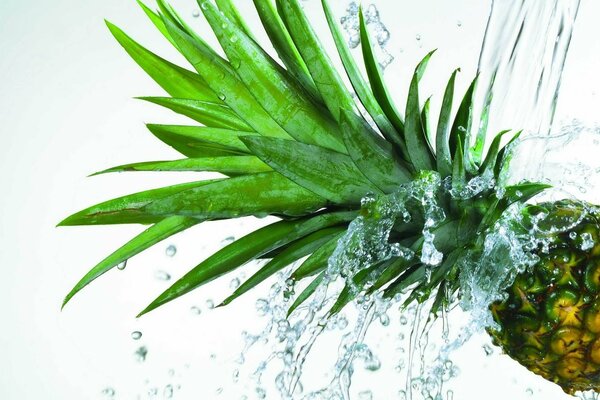 Pineapple greens under water spray