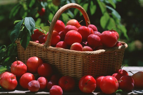 Red apples in a wicker basket