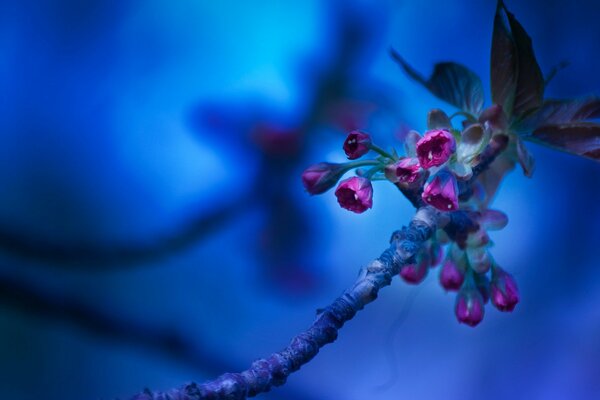 Belle brindille sur fond bleu vif