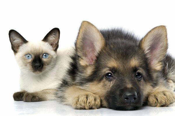 Cachorro y gatito tumbados en blanco