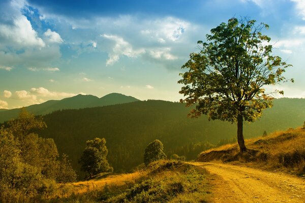 Beautiful mountain road with trees