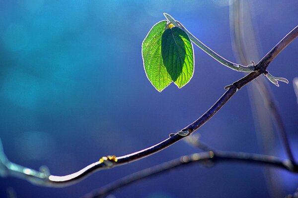 Green leaves on a branch in high resolution