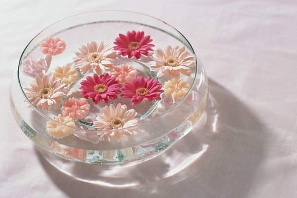 Bunte Gerberablüten in einer flachen Vase mit Wasser