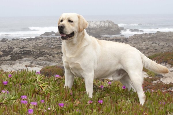 Labrador na polu z kwiatami