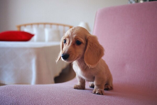 Dachshund puppy is sitting on a pink chair