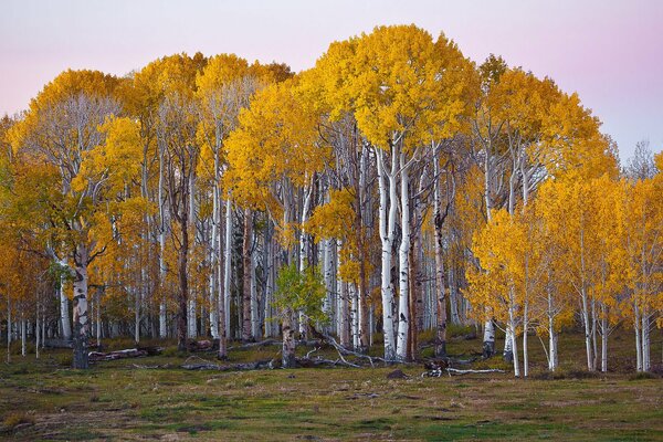 Tall birches shed their leaves